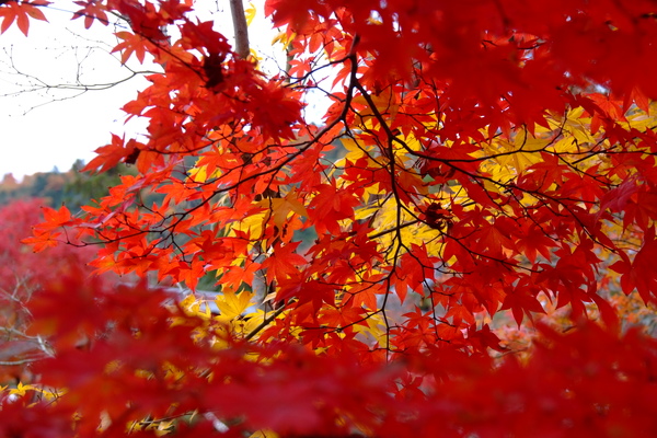 DSCF1056.JPG