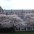 These cherry are in blossom