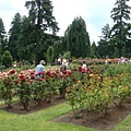 Portland素有玫瑰花之都的美譽