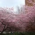 但這是ME系館前的櫻花 開的比較早 三月底就開的很茂盛了 