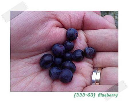 20120805Blueberry