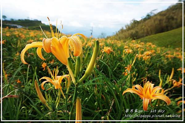 六十石山 金針花-1.jpg