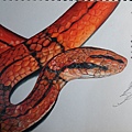紅竹蛇 [Elaphe porphyracea nigrofasciata]