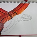 紅竹蛇 [Elaphe porphyracea nigrofasciata]