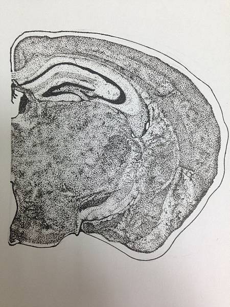 老鼠大腦切片 (Mouse Brain Section)