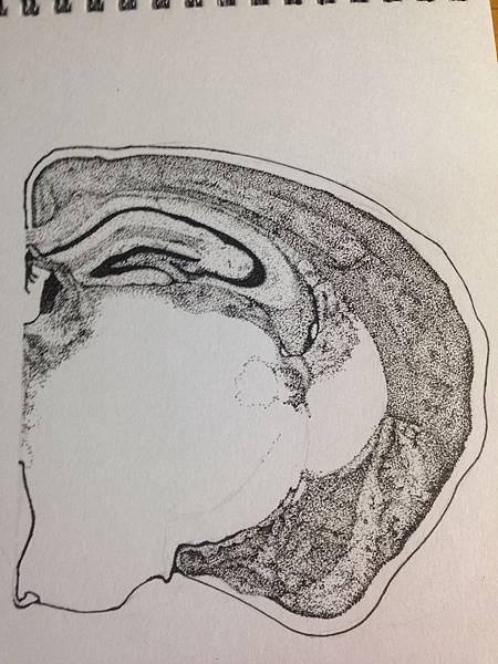 老鼠大腦切片 (Mouse Brain Section)