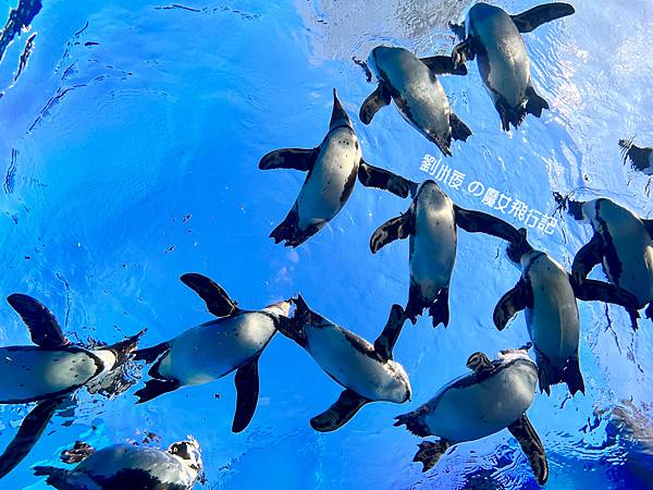 （日本-東京）親子必遊東京景點『池袋陽光水族館（Sunshi