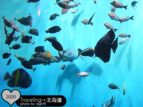 尼克斯樂園‧水族館