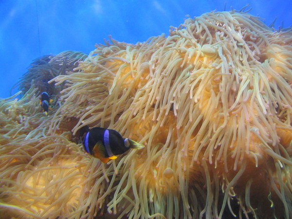 7/4 - 澎湖水族館