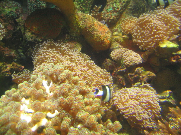 7/4 - 澎湖水族館