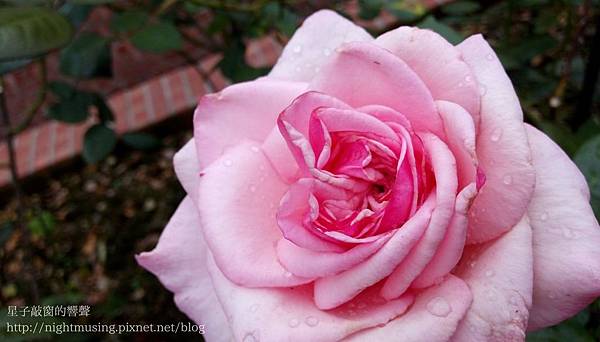 rose0.jpg rose0.jpg
