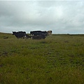 全島的牛羊均為放牧，只有腳有做記號，但沒有圈養著