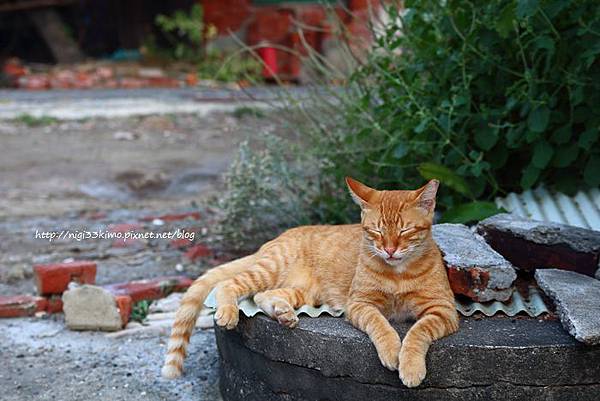 台南貓村-6