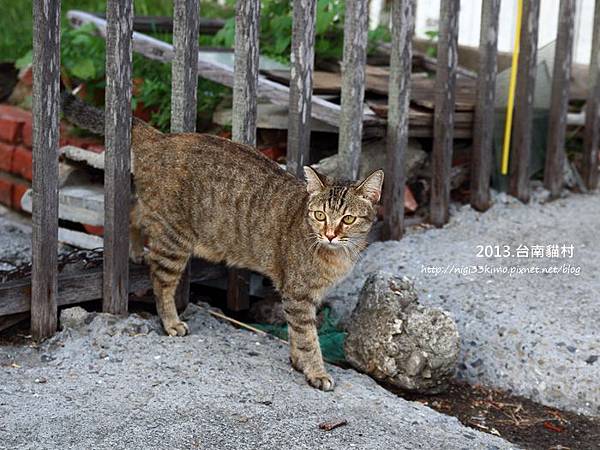 台南貓村-8