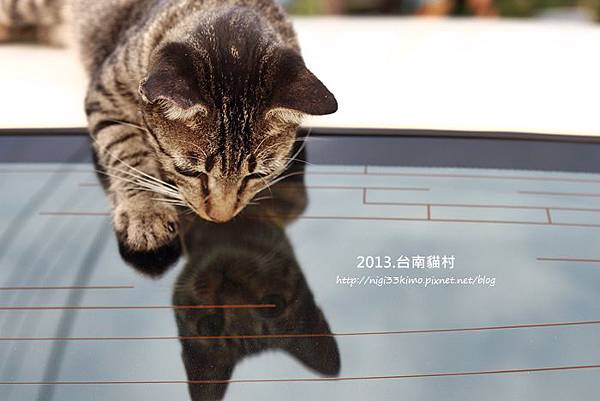 台南貓村-11