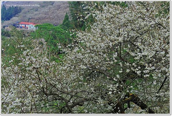 南投烏松崙 (13)