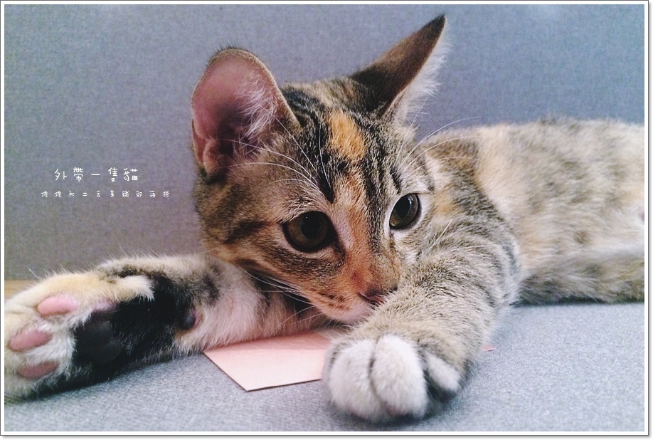 外带一只猫-1