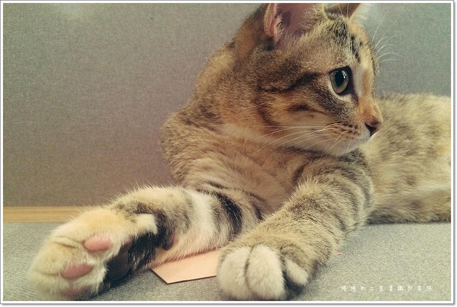 外带一只猫-2