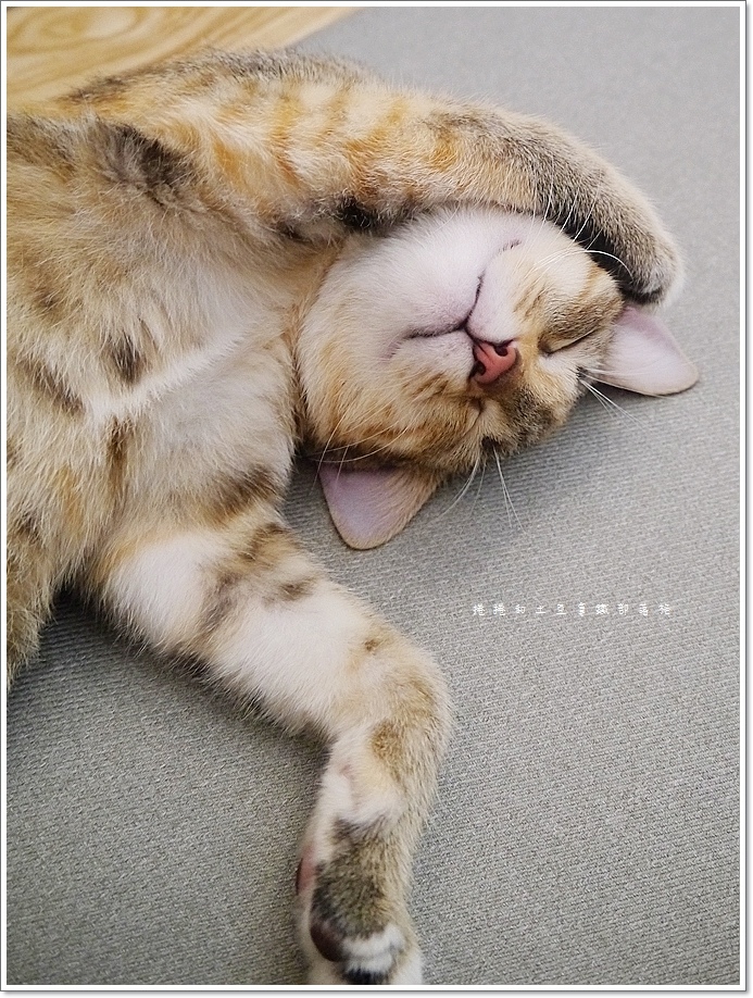 外带一只猫-4