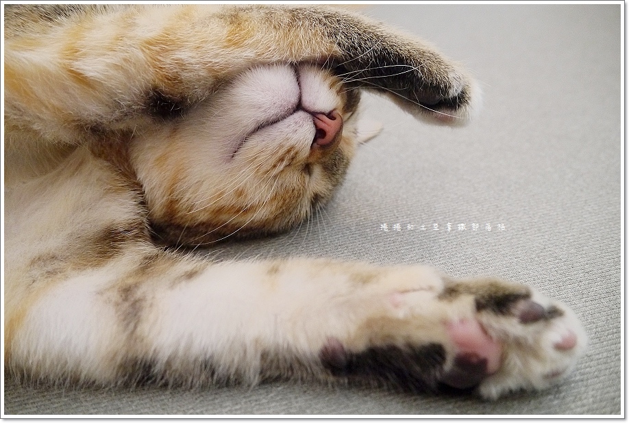 外带一只猫-3