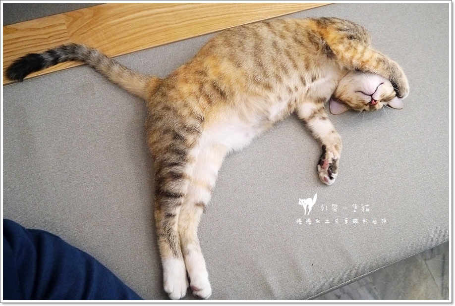 外带一只猫-5