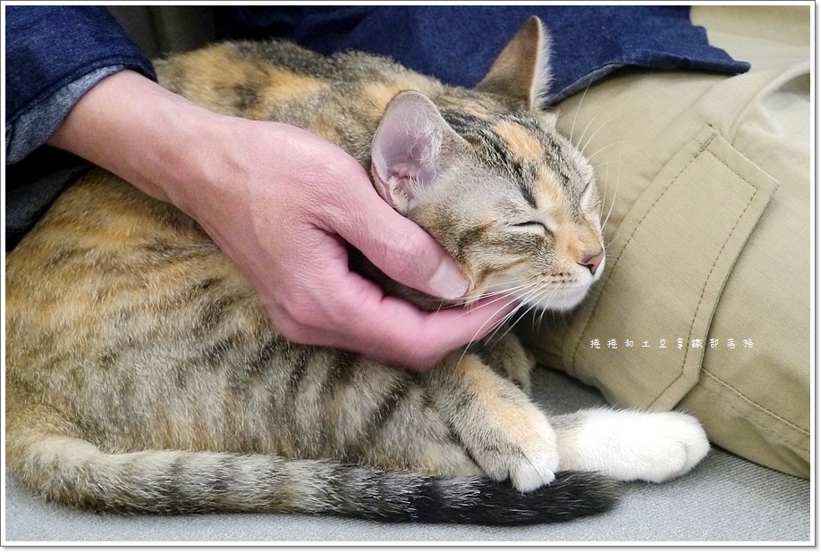 外带一只猫-10