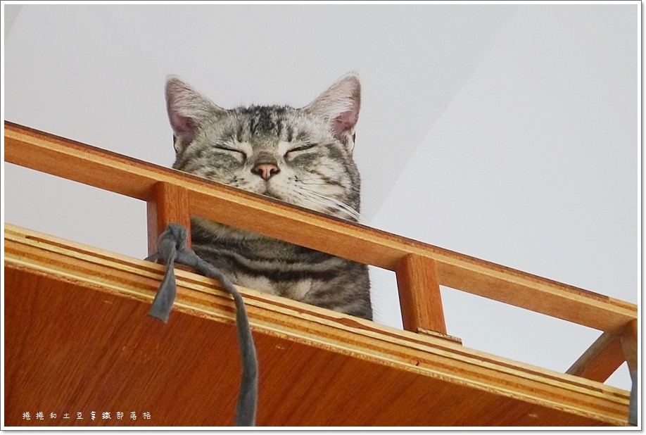 外带一只猫-28