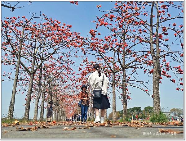 白河林初埤木棉花道04.jpg