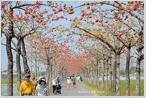 白河林初埤木棉花道21.JPG