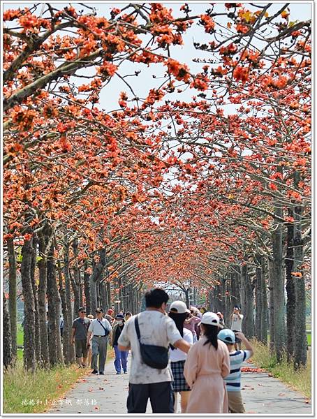 白河林初埤木棉花道26.JPG