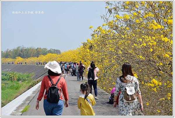 大林陳井寮黃花風鈴木13.JPG