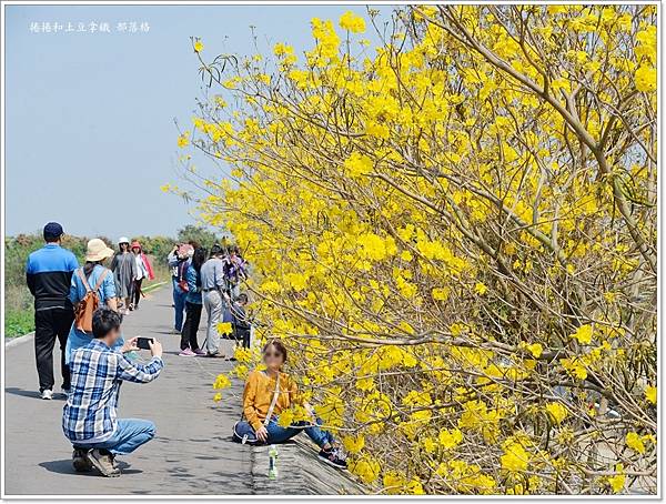 大林陳井寮黃花風鈴木21.JPG