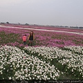 花現莿桐心幸福