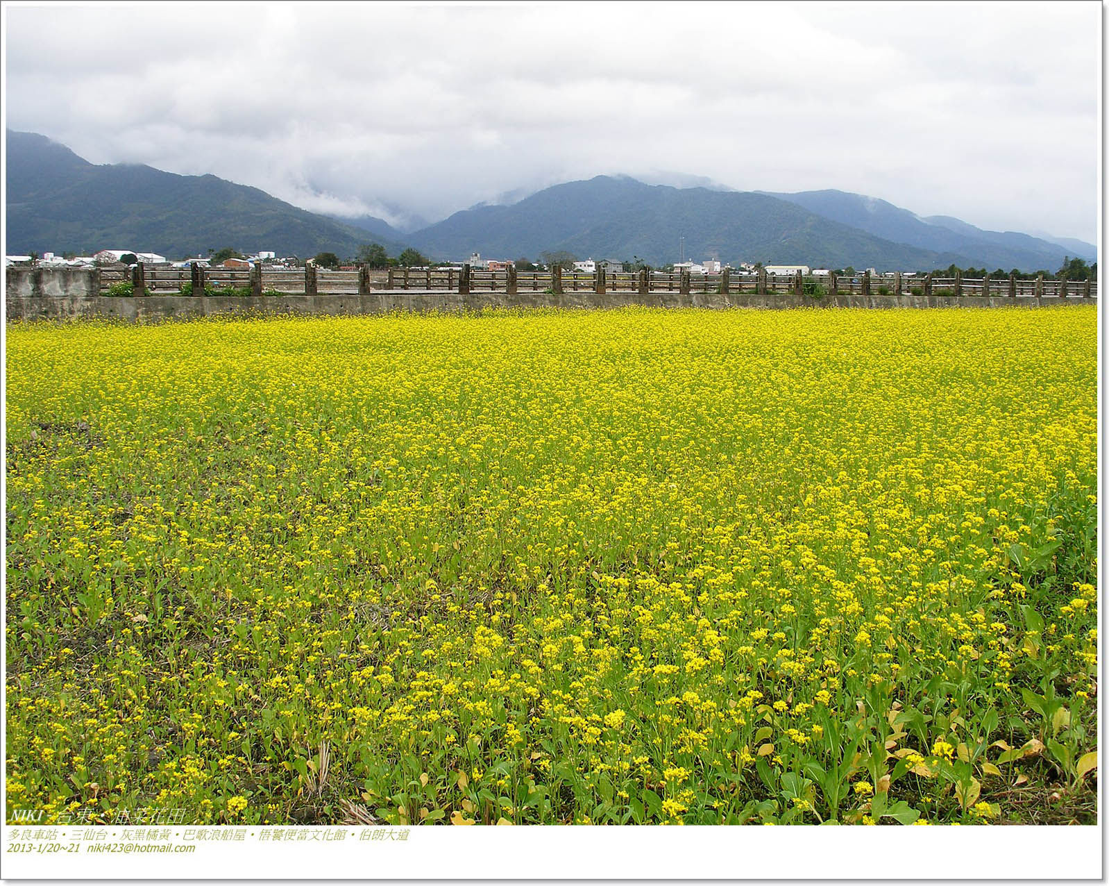 花東油菜花