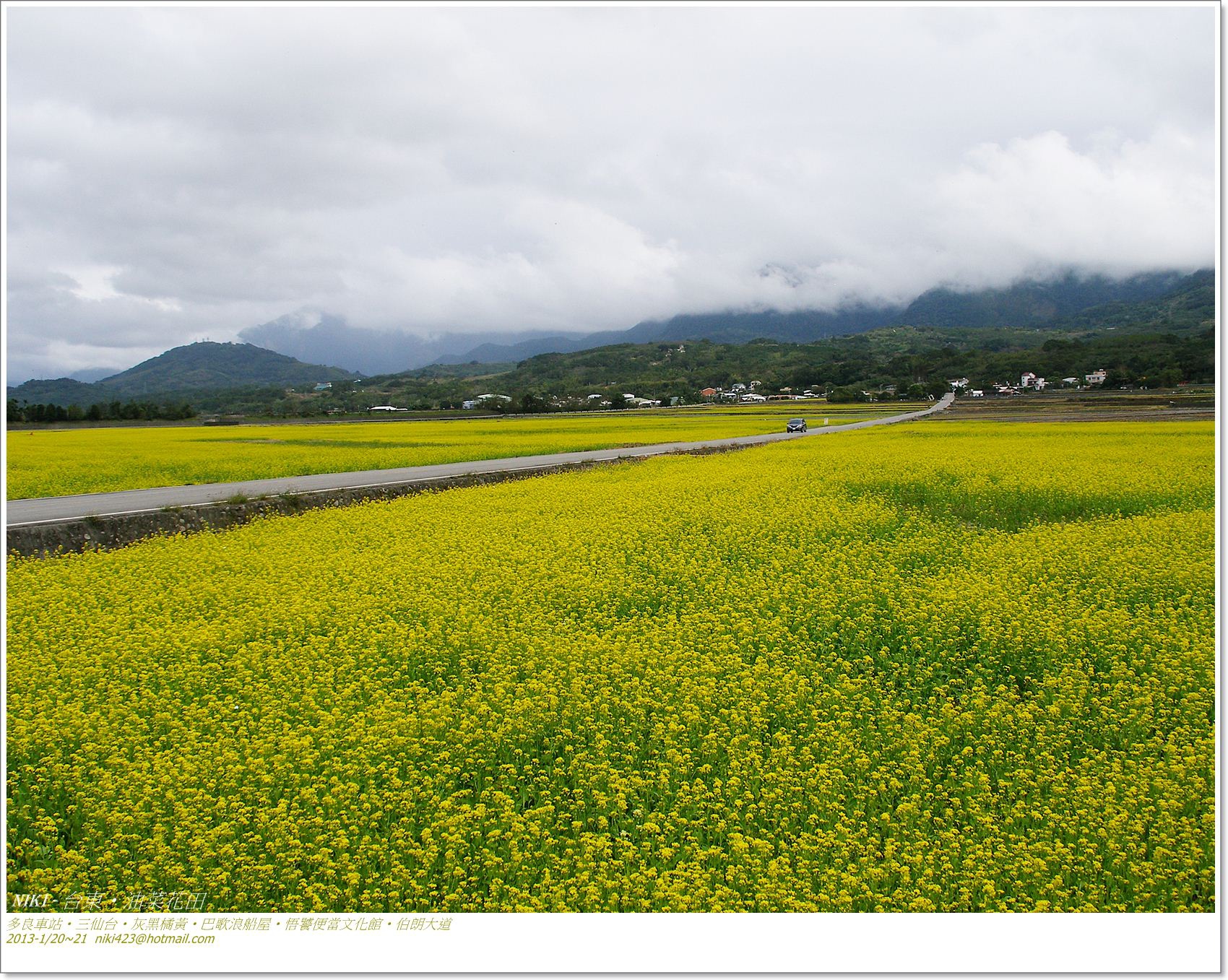 花東油菜花