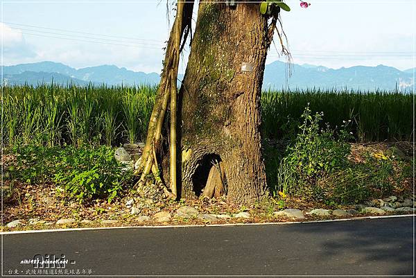 武陵綠色隧道