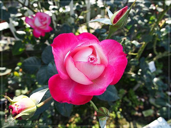 芳香玫瑰園