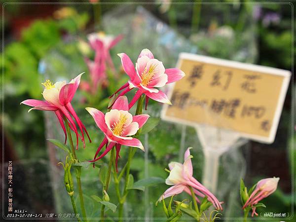 芳香玫瑰園