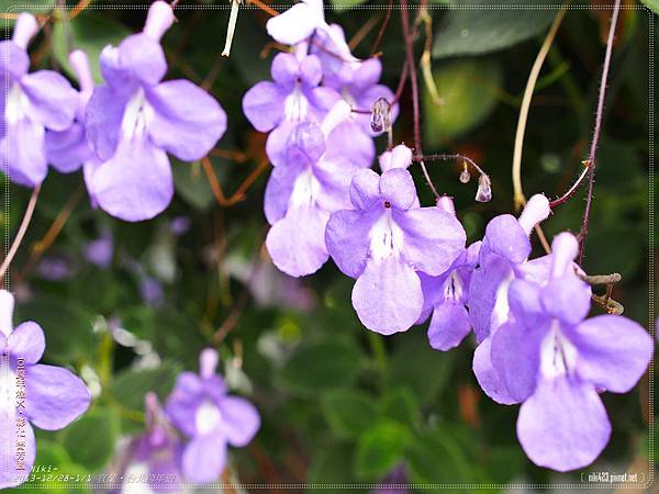 菁芳園