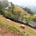 青青草原