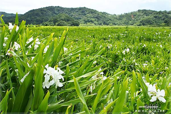 水上草原.野薑花季