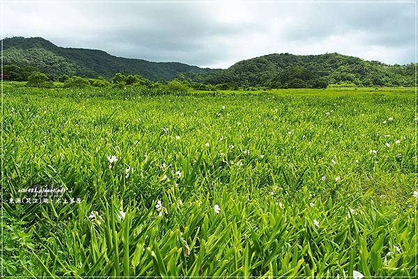 水上草原.野薑花季