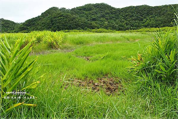 水上草原.野薑花季