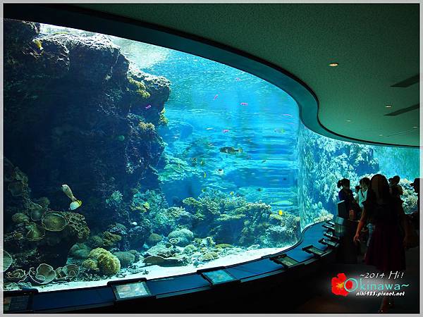 沖繩美麗海水族館