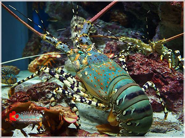 沖繩美麗海水族館