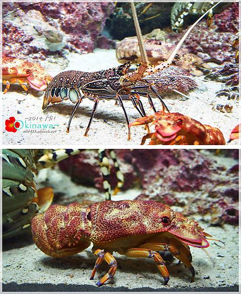 沖繩美麗海水族館