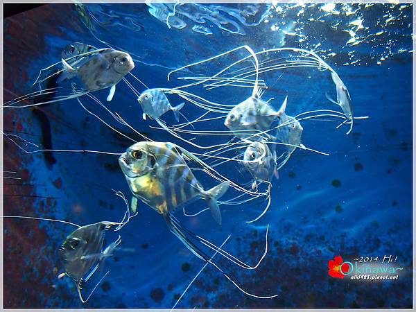 沖繩美麗海水族館