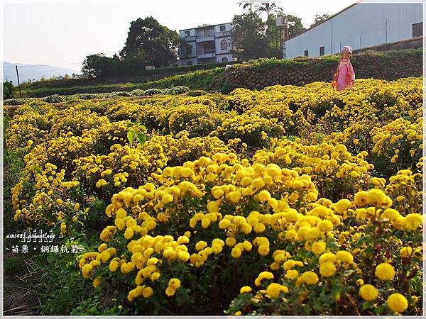 銅鑼杭菊