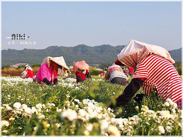 銅鑼杭菊