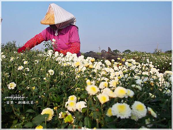 銅鑼杭菊